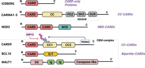 Frontiers Card Signaling Inflammation And Diseases