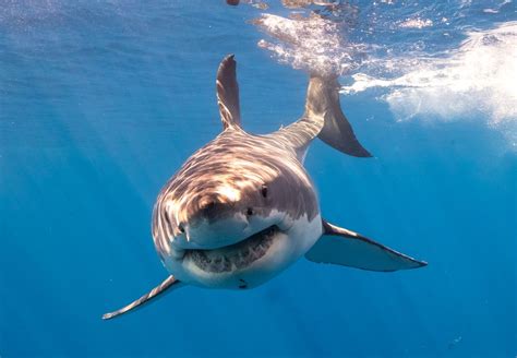 Great White Shark Comes In Close Smithsonian Photo Contest