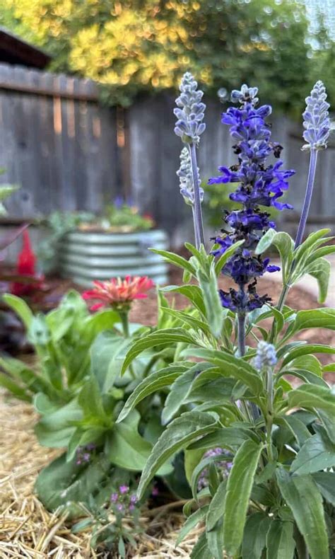 Metal Raised Garden Beds: Why We Love Them for Edible Foodscapes