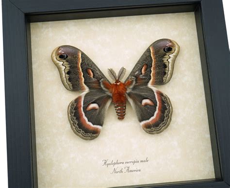 Hyalophora cecropia Moth Male - Large 4" Wingspan