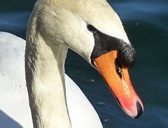 Category Cygnus Olor Of Austria Wikimedia Commons