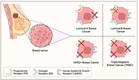 Figure From The Potential Of Hormonal Therapies For Treatment Of