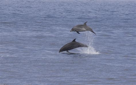 Sea Wonder Bottlenose Dolphin National Marine Sanctuary Foundation