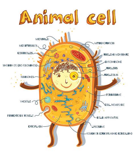 Cytoskeleton Cartoon