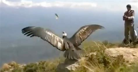 Cóndor vuela por primera vez tras lesión mira lo que hace al darse la