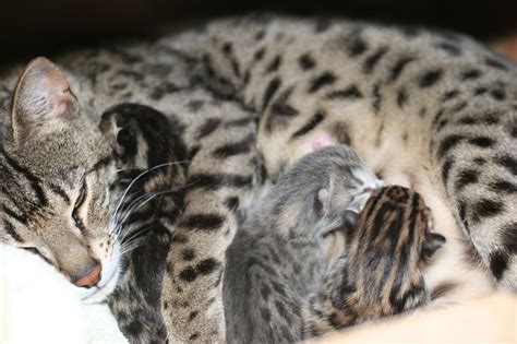 Bengal Colors And Patterns