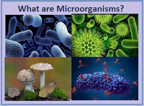 amudu: Microorganisms