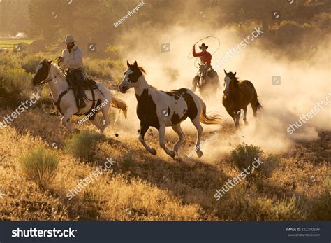 Roping Cowboy On Horse: Over 8,431 Royalty-Free Licensable Stock Photos ...