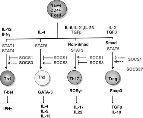 Cytokine Signaling Pathway