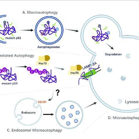 Targeting Mutant P53 By Autophagic Pathways Strategies Of Autophagic Download Scientific