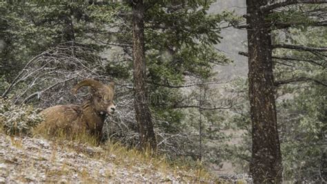 Mountain Ram Stock Image Image Of Canada Trees Snowfall 79021857