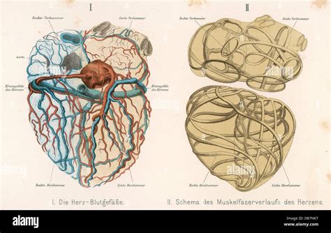 Heart Veins Arteries Hi Res Stock Photography And Images Alamy