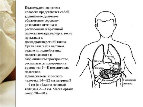 Поджелудочная железа - скачать презентацию