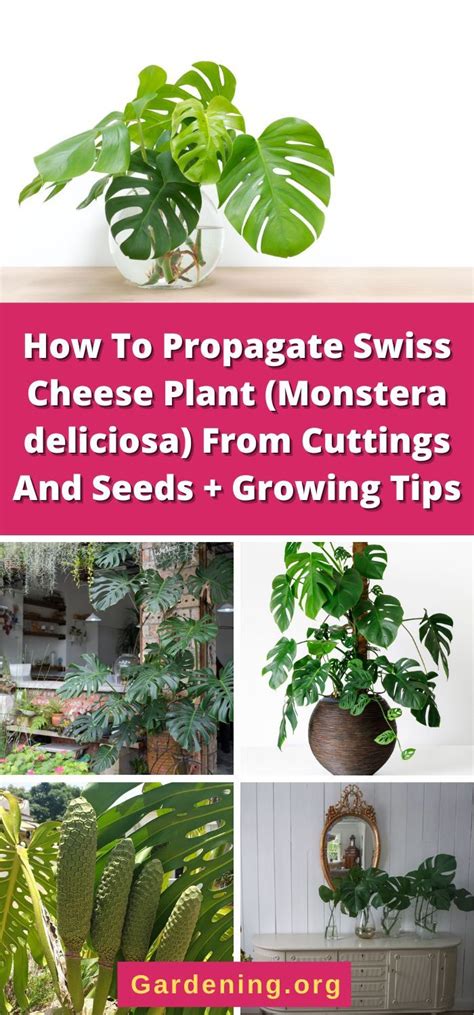 The Swiss Cheese Plants Impressive Size Hides A Secret It Is Very Easy To Grow And Very Easy