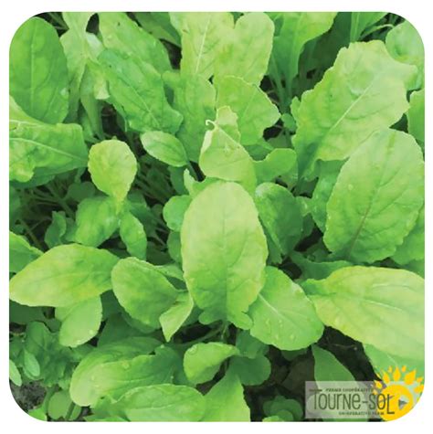 Arugula Seeds - Davenport Garden Centre