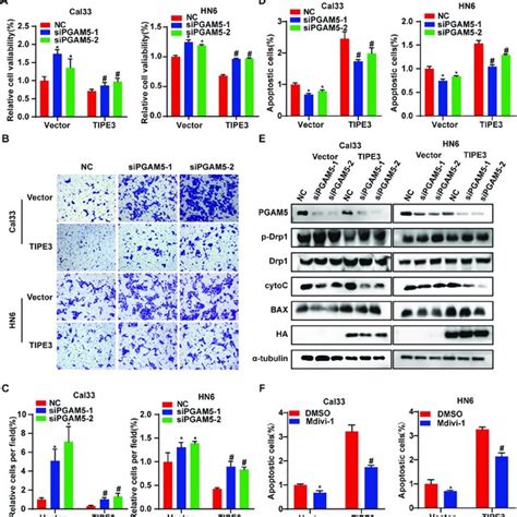 TIPE3 represses HNSCC progression via activating PGAM5-DRP1 signaling ... 