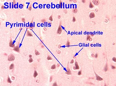 Motor Neuron Slide Labeled Glial Cells