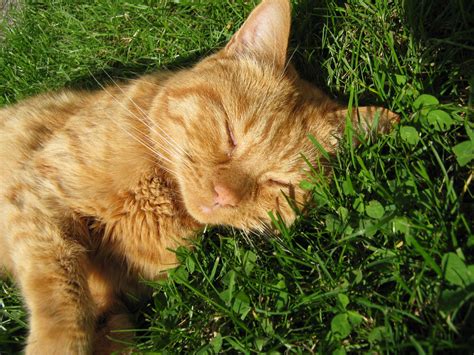 Free Images Grass Lawn Animal Pet Orange Red Kitten Fauna