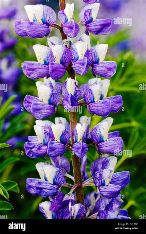 Ornamental Lupine Hi Res Stock Photography And Images Alamy