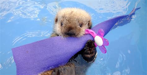 Baby otter cam for rescued sea otter pup at Vancouver Aquarium (PHOTOS ...