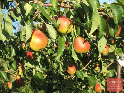 Груша 'Радужная' — описание сорта, характеристики | на LePlants.ru