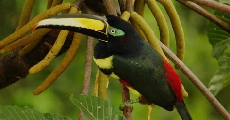 Toucans of the Rainforest in Ecuador - Shiripuno Amazon Lodge