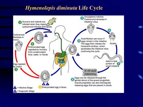 Hymenolepis Diminuta Life Cycle