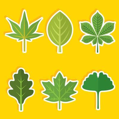 Buckeye Leaf Vector Art, Icons, and Graphics for Free Download