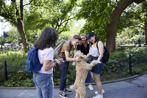 A Guide to Finding Your Major at NYU - MEET NYU