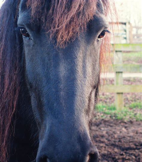 Up Close Friesian