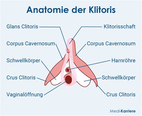 Klitoris Anatomie Funktion Und Klinik