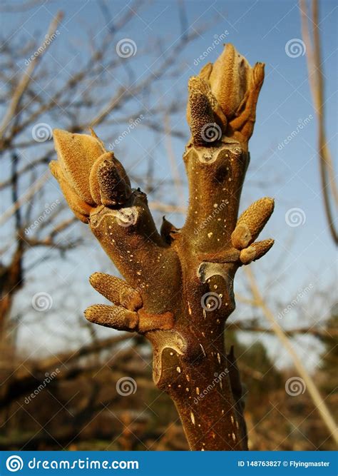 maple tree blossom 11