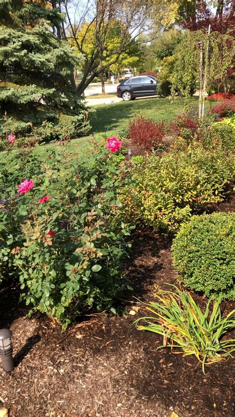 How To Train A Weeping Pussy Willow To Grow Taller Artofit