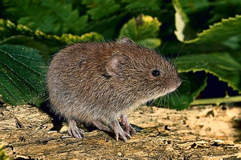 November March Is Vole Hunting Season Nc Cooperative Extension