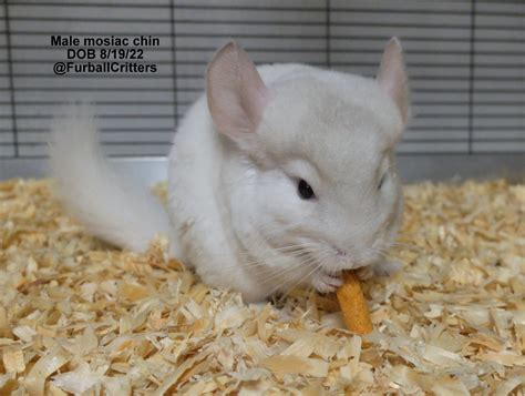 Black Baby Chinchillas