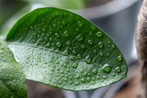 Waarom Is Luchtvochtigheid Belangrijk Voor Mijn Plant Jngl