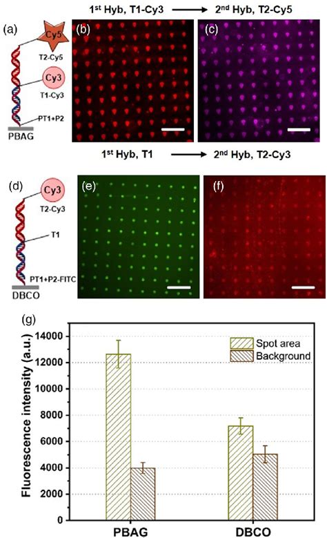 Hybridization Hyb Of Two Ssdna Targets One After Another With A Long