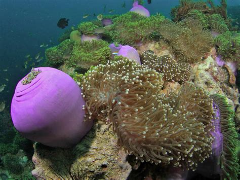 Kon Tiki Krabi Ao Nang PADI Dive Center