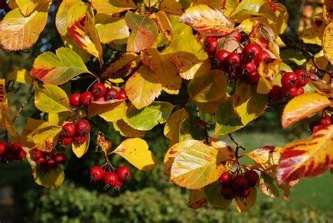 Боярышник сливолистный Спленденс - купить с доставкой по выгодным ценам ...