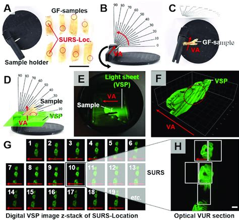 Generation Of Virtual Optical Vur Sections Of Cleared Gill Filament