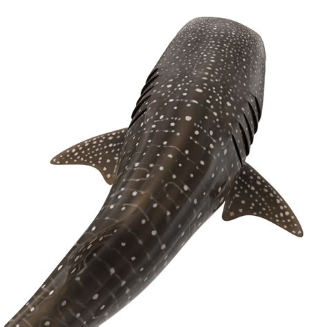 High Quality 3d Models Since 2011 Giant Whale Shark 3d Model