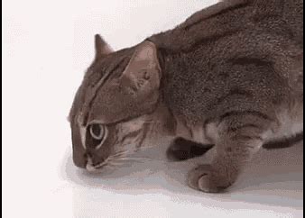 whoops cat