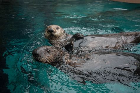 Marine Otter Endangered