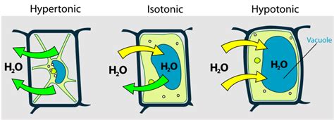 Osmosis (Passive Transport) — Definition & Importance - Expii