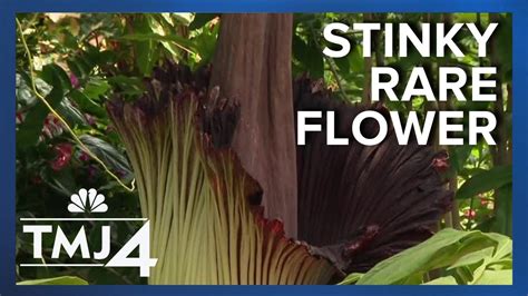 Rare Corpse Flower And Its Stink Draw Massive Crowds Youtube