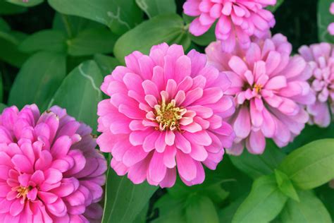 10 Stunning Pink Annual Flowers For Your Garden Garden Lovers Club