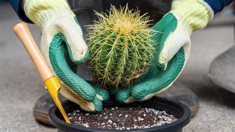 Tu cactus no crece Aquí están los cuidados que realmente marcan la