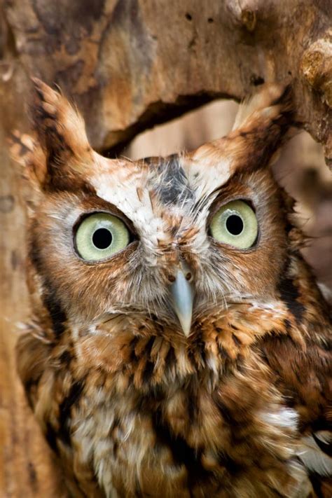 Red Eastern Screech Owl Stock Photo Image Of Eared Closeup 4826510