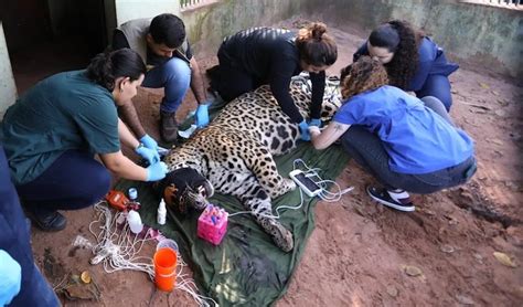 A Onca Que Matou O Caseiro - Onça-pintada que matou caseiro no Pantanal é transferida para SP