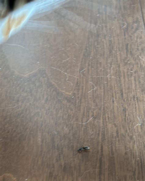 Looks a bit like ant but partner said it’s not. What is this? : r